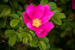 Rose Hip Flower