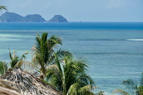 tropical palms on Koh Phangan island in Thailand
