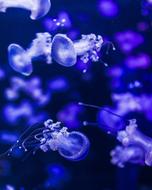 Jellyfish Blue Submarine
