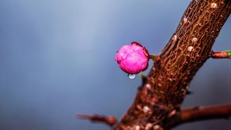 Natural pink bud outdoors