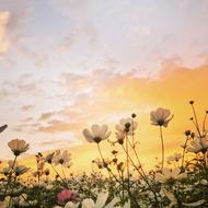 Sunset Flower