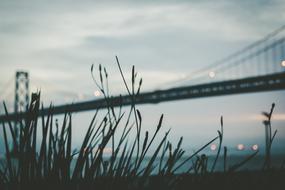 Plant Grass Silhouette