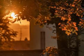 Sunset Nature City