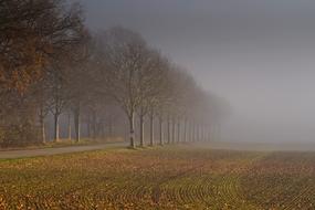 Landscape Fog Nature