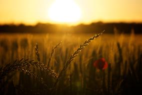 Sunset Poppy