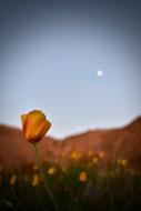 Flower Nature Sky