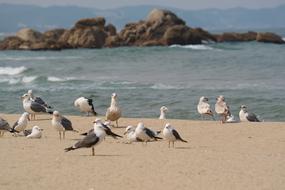 Sand To The Beach wildlife