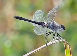 Black Heath Dragonfly Sympetrum