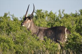 Wildlife Nature Mammal