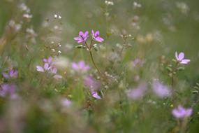 Violet Flowers Camp