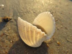 Seashell Macro Beach