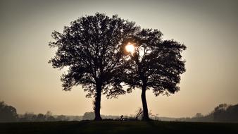 Trees Sunset Silhouette