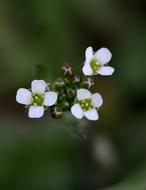 Flower White Small