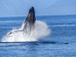 Humpback Whale Natural Spectacle