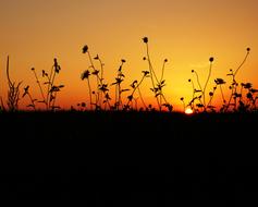 Sunset scenic field