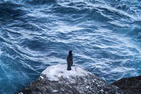 black bird sits on a stone by the sea