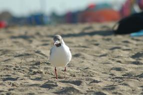 Bird Beach Water