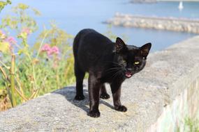 black Animal Cat Feline