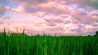 Panoramic Dawn Lawn