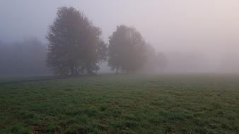 Fog Forest Landscape