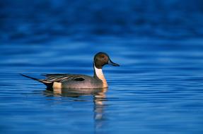 Northern Pintail Duck Drake