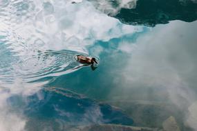 Duck Lake St Moritz