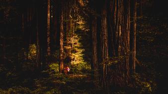 Redwoods California Landscape