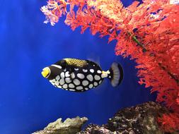 Fish Tropical Black