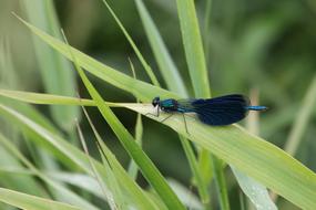 Beautiful Girl Black Dragonfly on grass