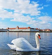 Swan Germany Lake