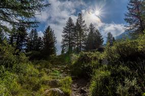 Forest Mountain Panorama