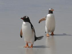 Gentoo Penguins on Wet Sand, southern ocean