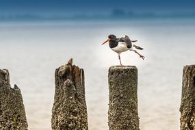 North Sea Bird Waders