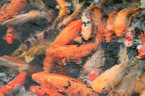 Fish Water No One