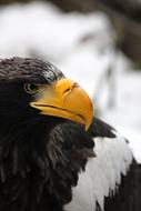 Orlan Steller&#39;S Sea Eagle Predator