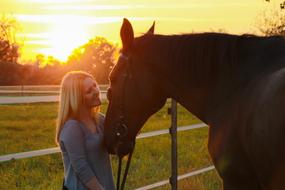 Horse Sunset Evening