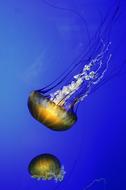 Jelly Fish Jellyfish Sea