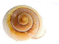 Snail Shell Nature