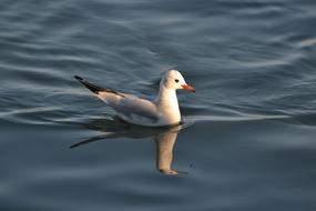 Seagull Bird Nature