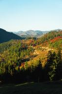 Carpatians Mountains Forest