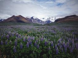 Lavender Field Flower
