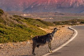 Crete Goat Greece