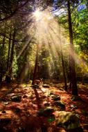 autumn forest at yosemite national park, california