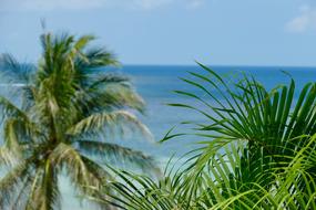 Tropical Summer Nature