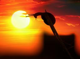 Snail silhouette at Sunset