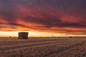 Field Agriculture Harvest