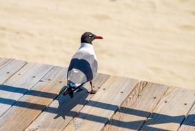 Seagull Beach Boardwalk