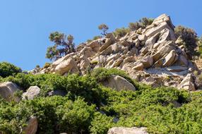 Nature Travel Tree
