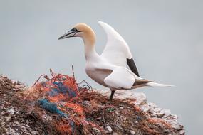 Northern Gannet Boobies Morus