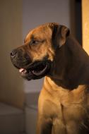 African Boerboel Bull Mastiff